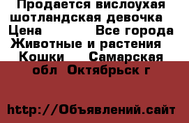 Продается вислоухая шотландская девочка › Цена ­ 8 500 - Все города Животные и растения » Кошки   . Самарская обл.,Октябрьск г.